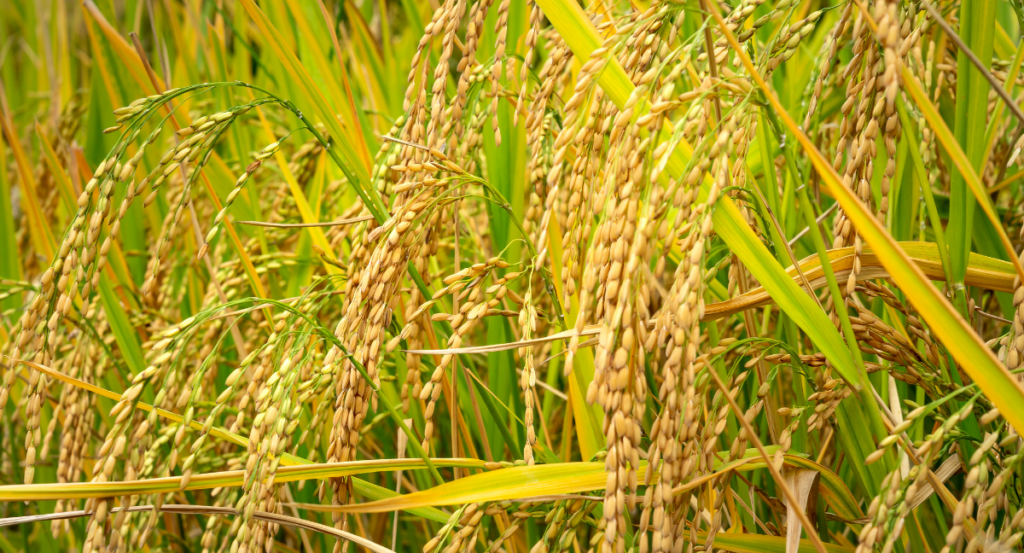 堆肥プラント様画像